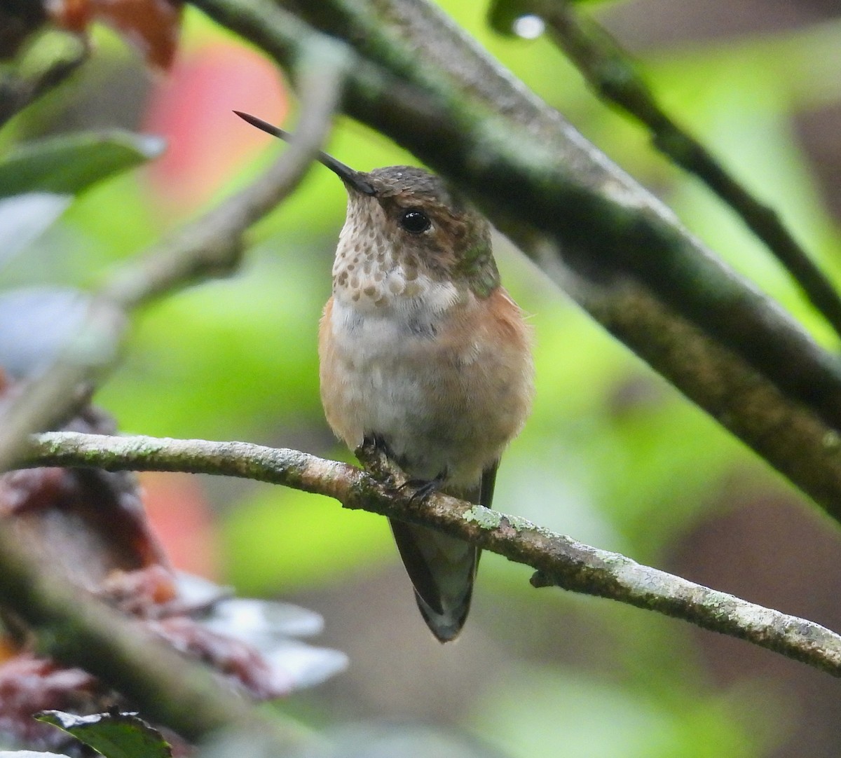 Rufous/Allen's Hummingbird - ML646487910