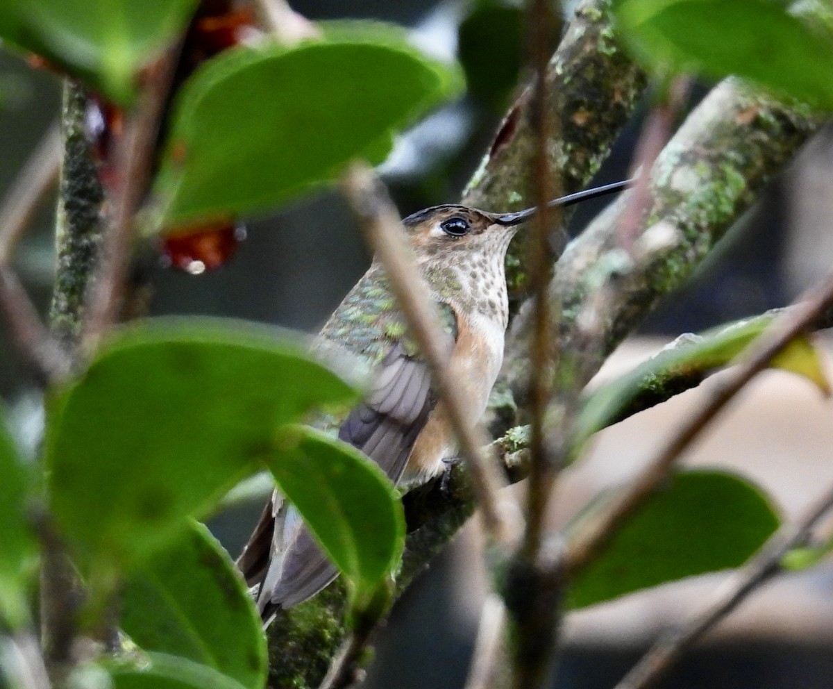 Rufous/Allen's Hummingbird - ML646487911