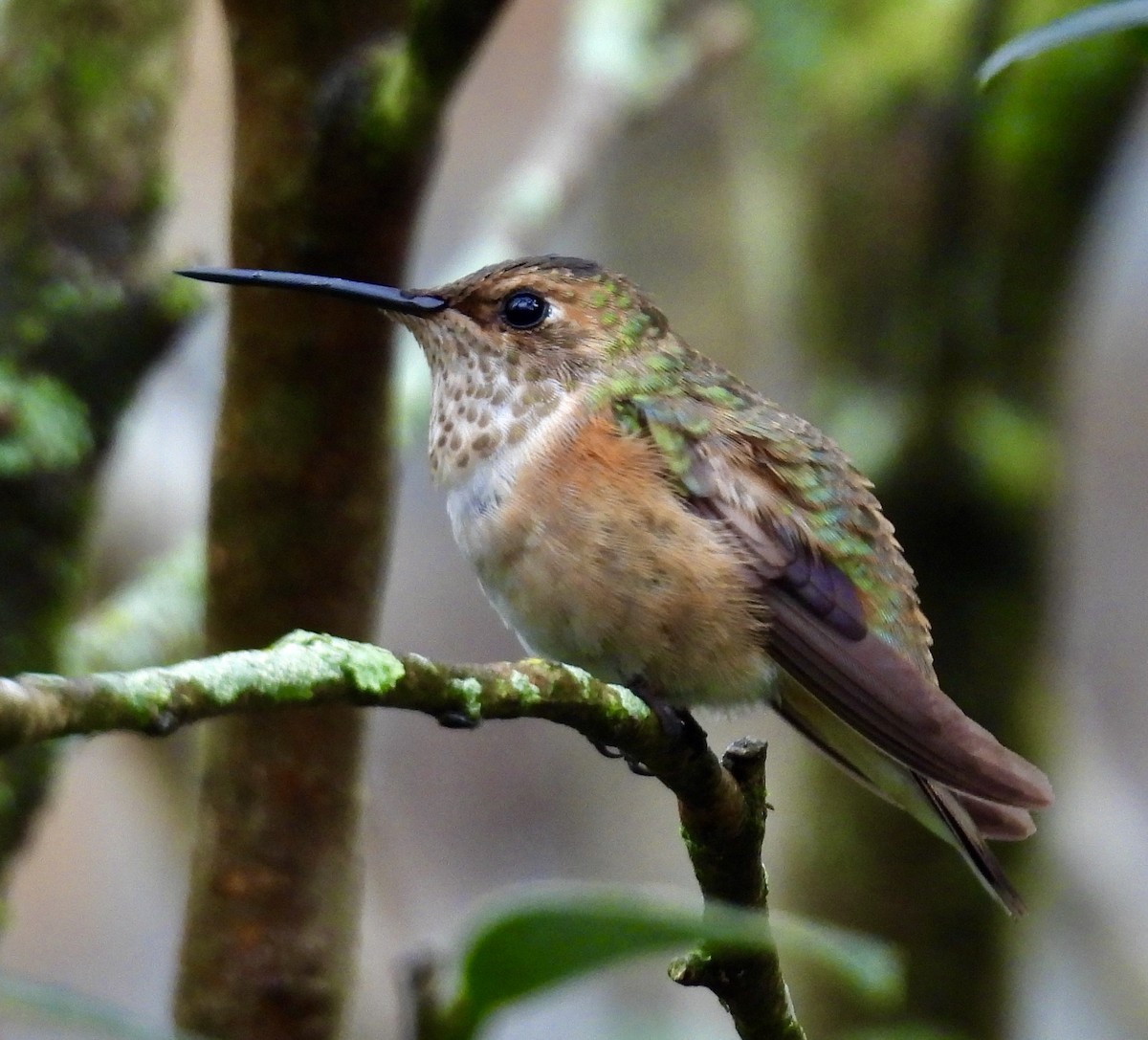 Rufous/Allen's Hummingbird - ML646487912