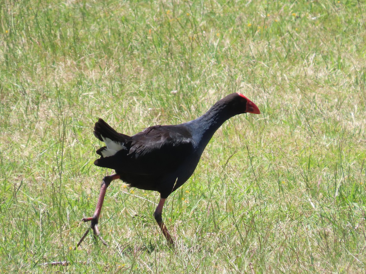 Australasian Swamphen - ML646487913