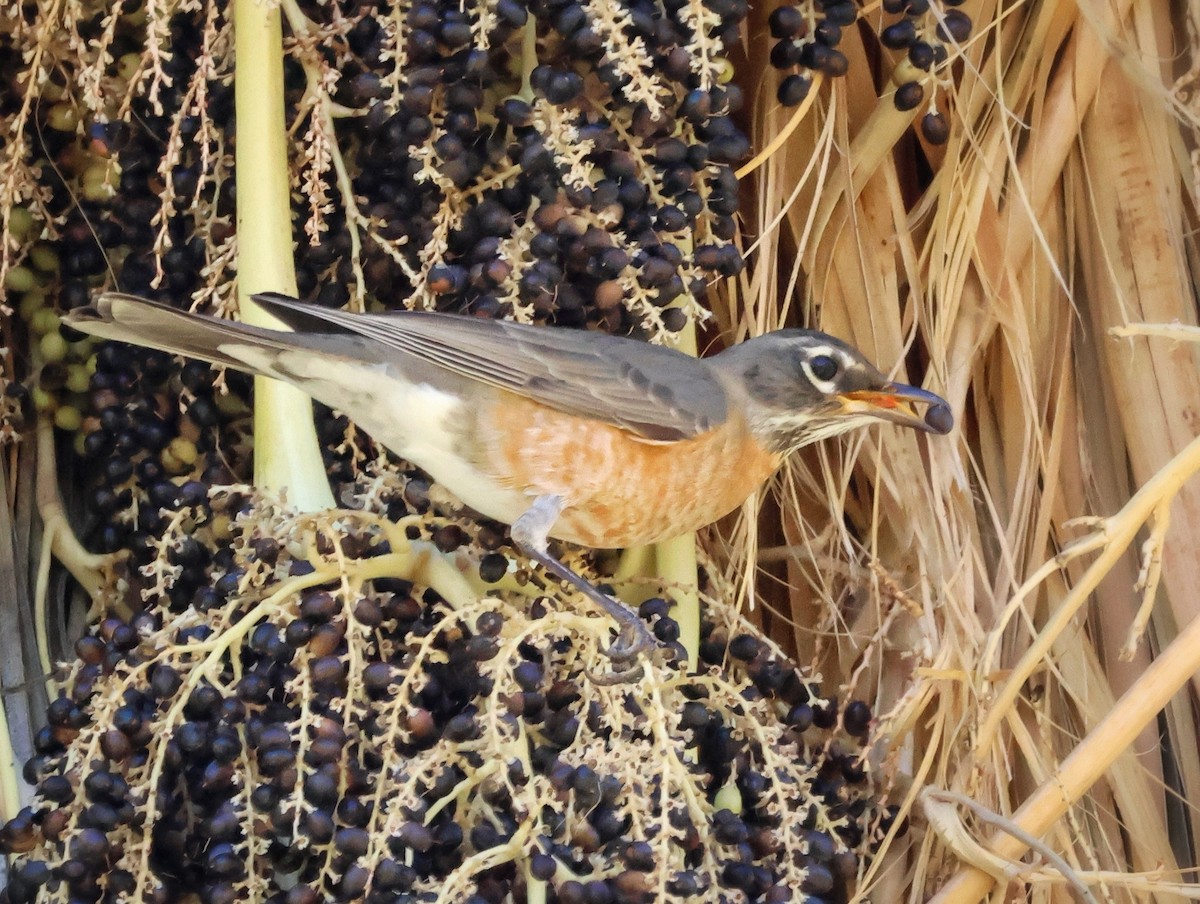 קיכלי נודד - ML646487914