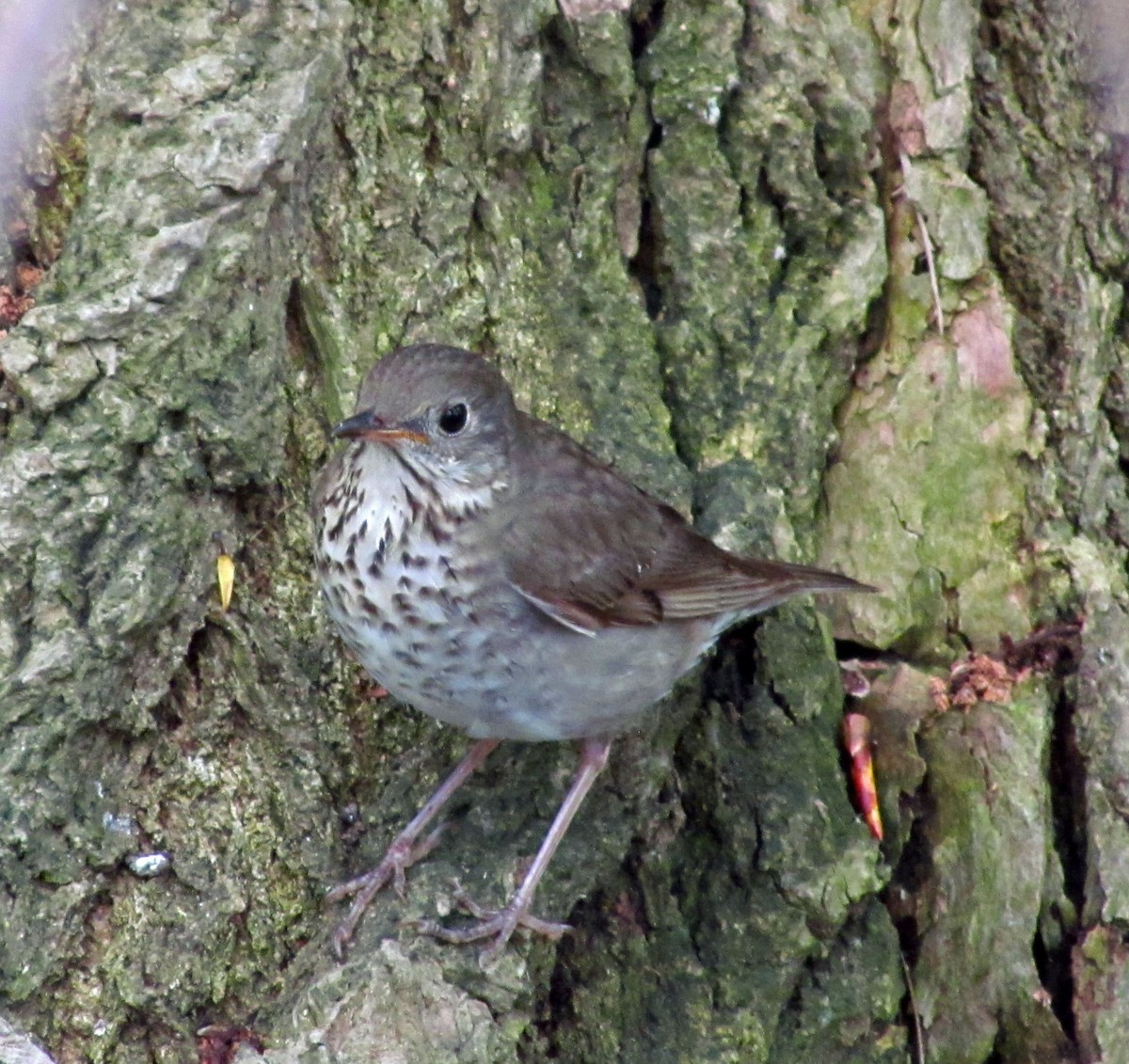 Grauwangen-Musendrossel - ML646487915