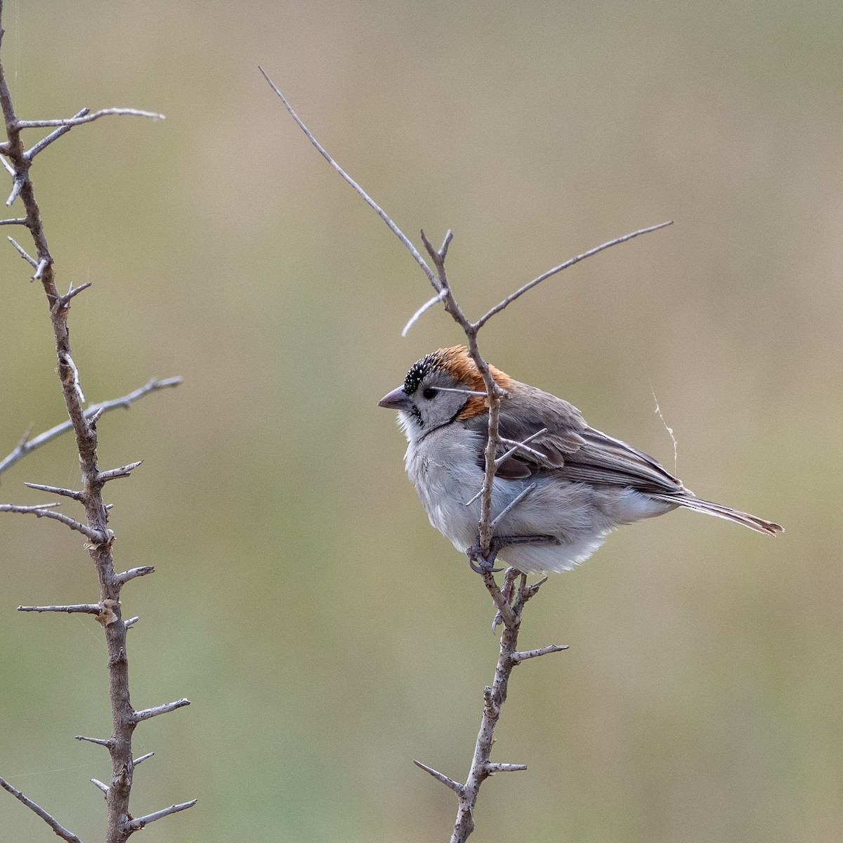 Speckle-fronted Weaver - ML646487917