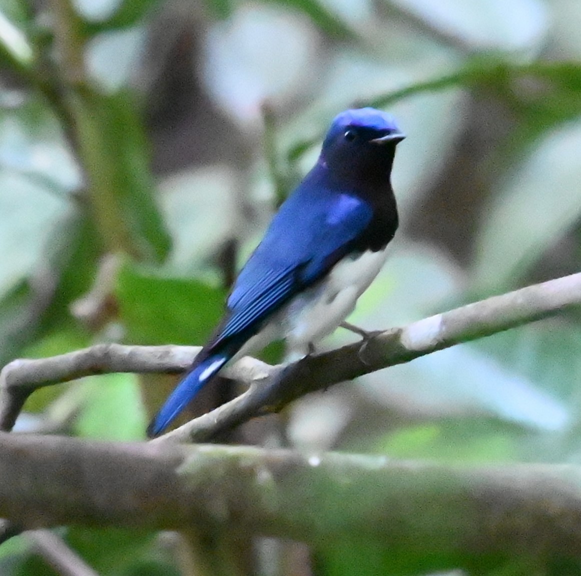 Мухоловка синя - ML646487918