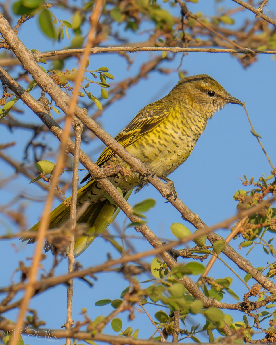 Black Cuckooshrike - ML646487921