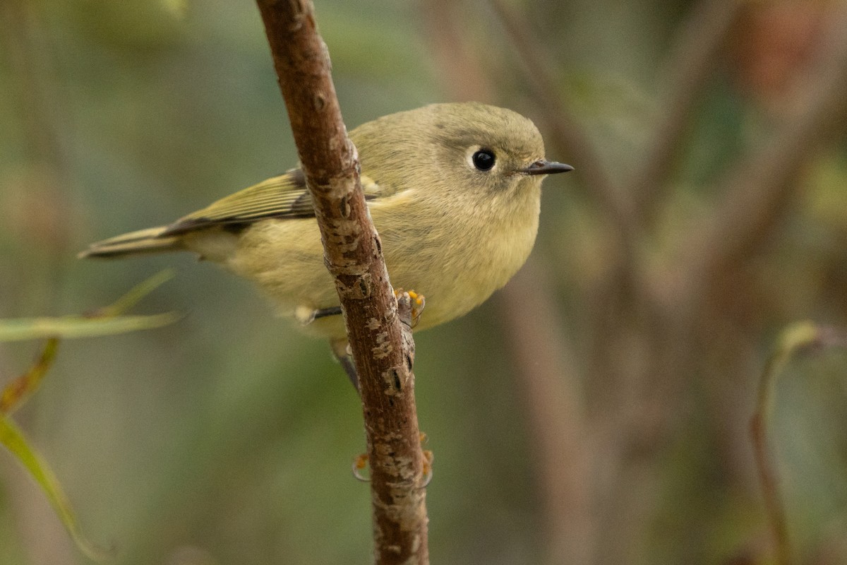 Ruby-crowned Kinglet - ML646487925