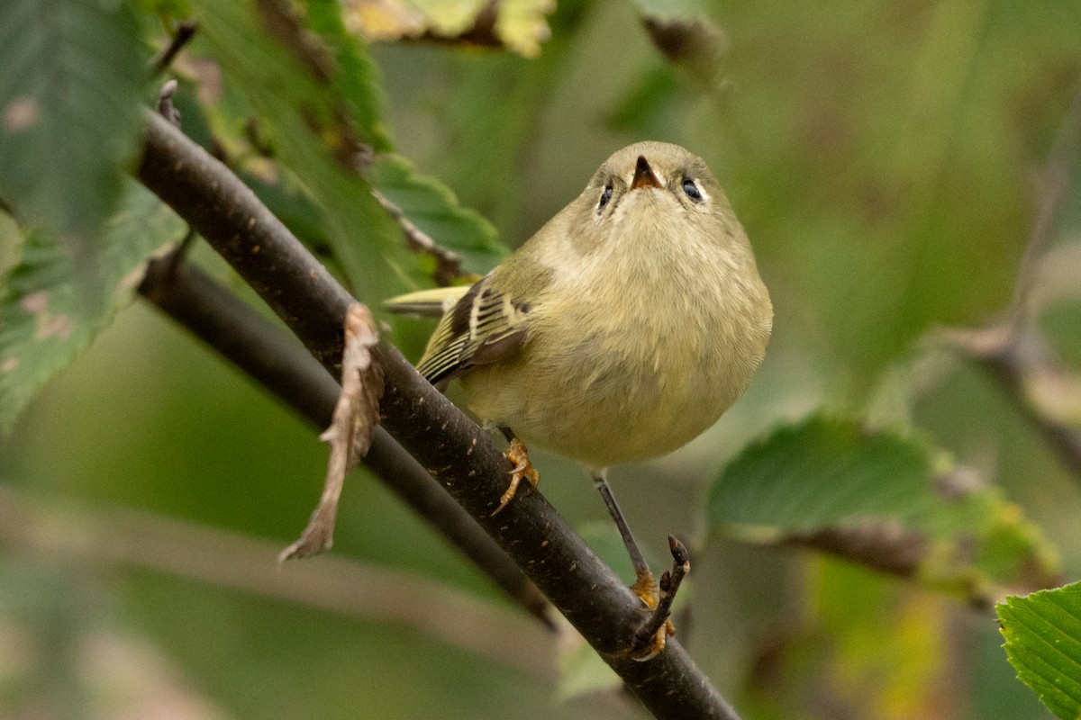 Ruby-crowned Kinglet - ML646487926