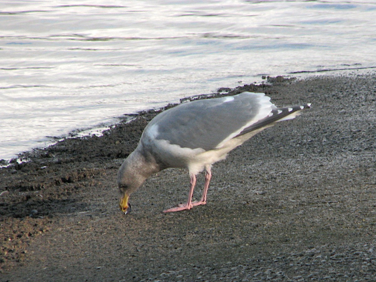 racek západní x šedokřídlý (hybrid) - ML646487927