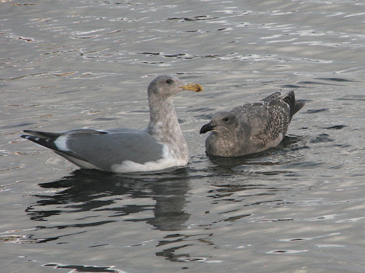 racek západní x šedokřídlý (hybrid) - ML646487928