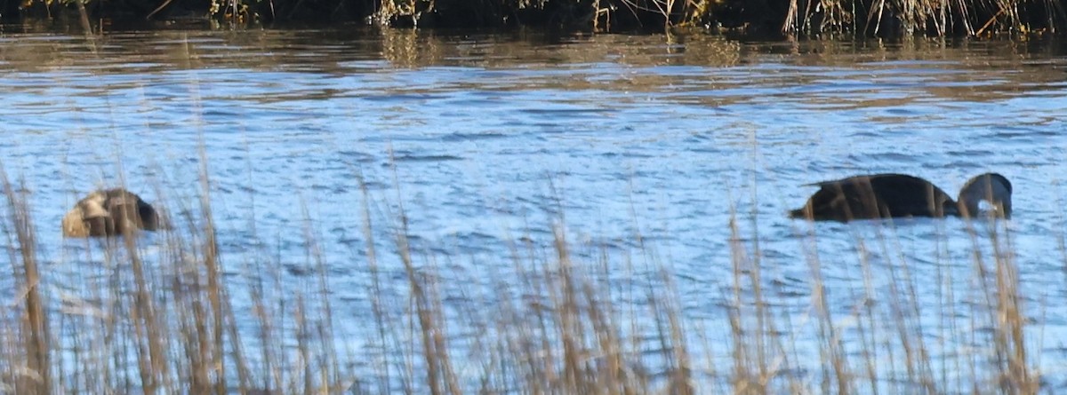 ברווז שחור אמריקני - ML646487929