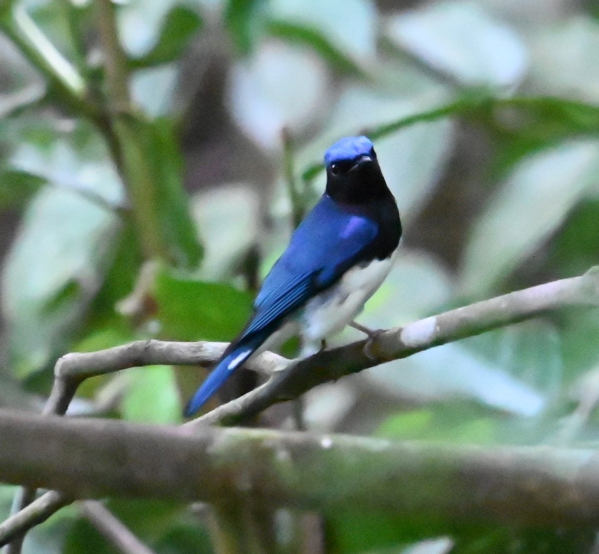 Мухоловка синя - ML646487930