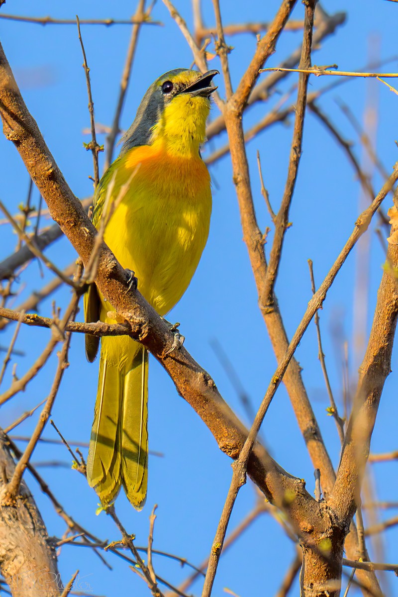 Sulphur-breasted Bushshrike - ML646487934