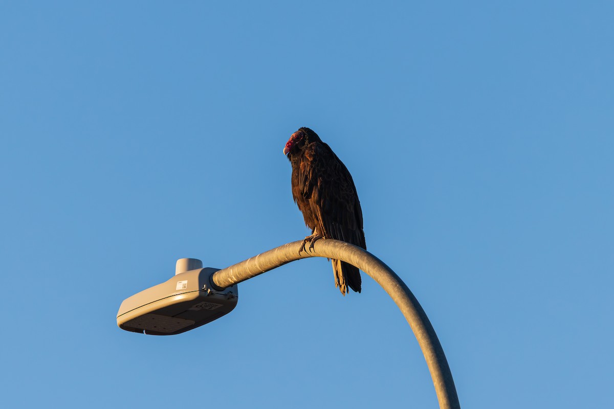 Turkey Vulture - ML646487936