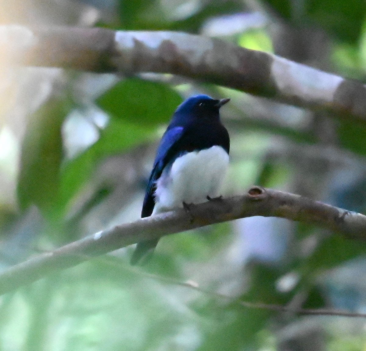 Мухоловка синя - ML646487938