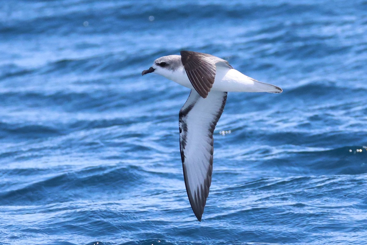 Cook's Petrel - ML646487942