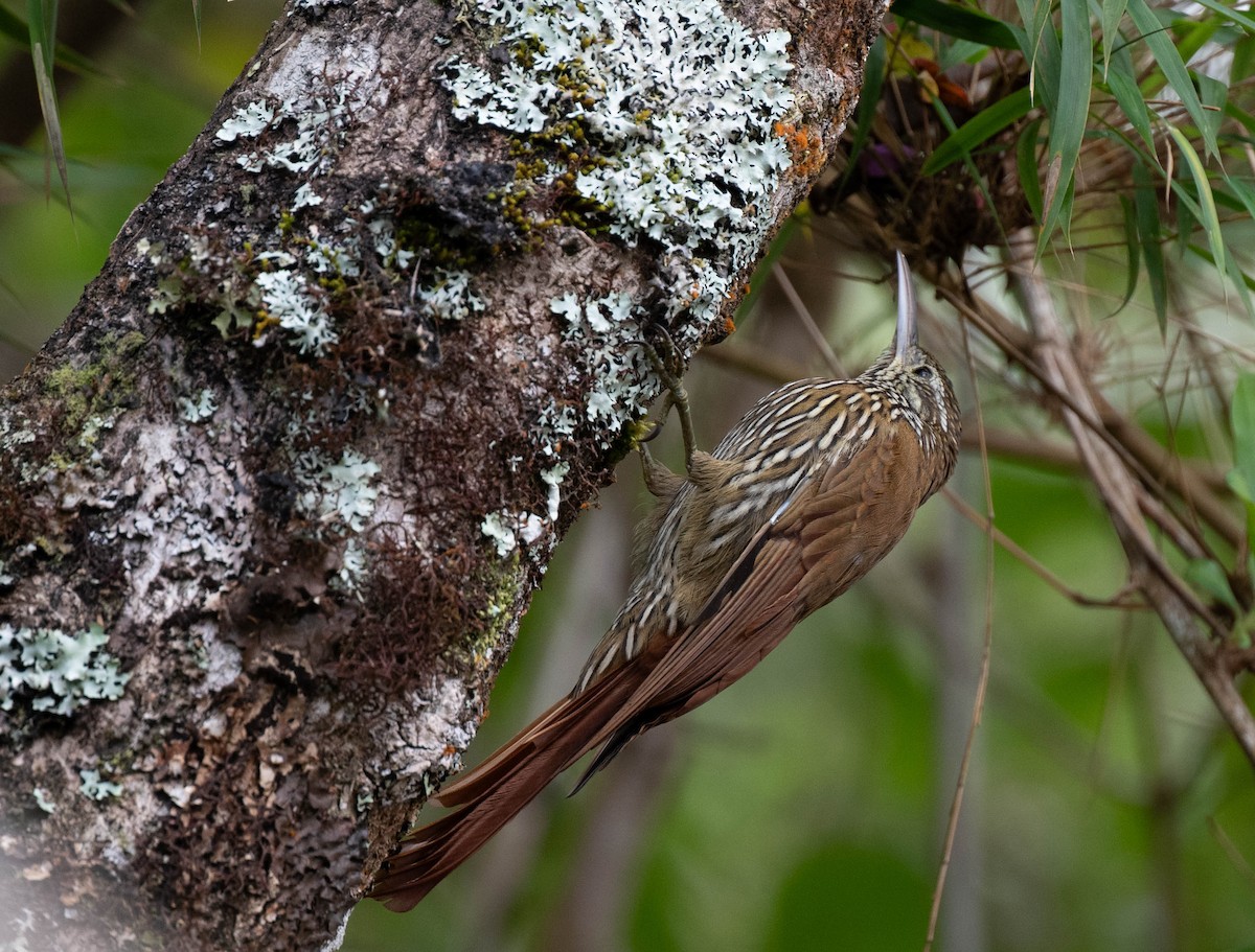 Дереволаз гірський - ML646487950