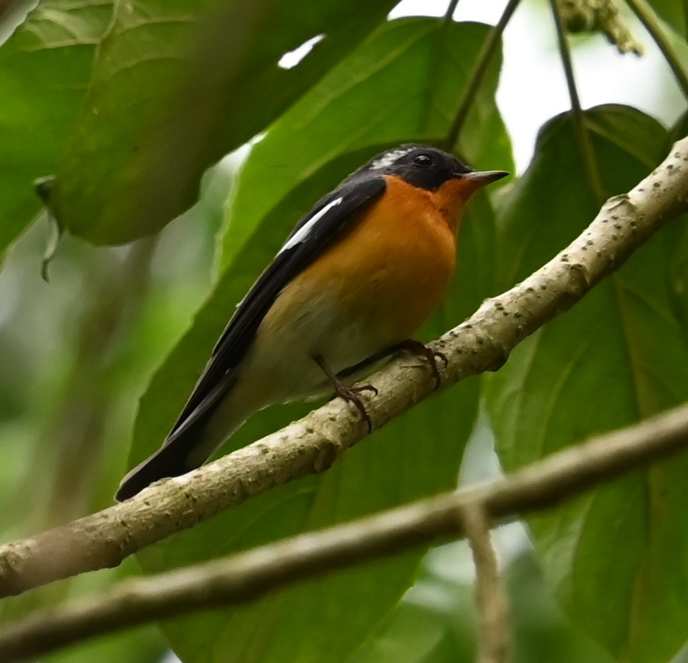 Мухоловка тайгова - ML646487951