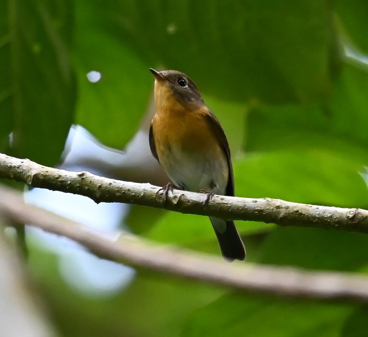 Мухоловка тайгова - ML646487964