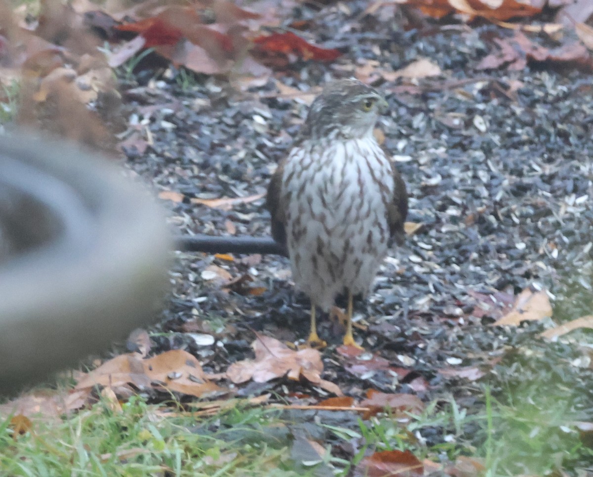 Sharp-shinned Hawk - ML646487966