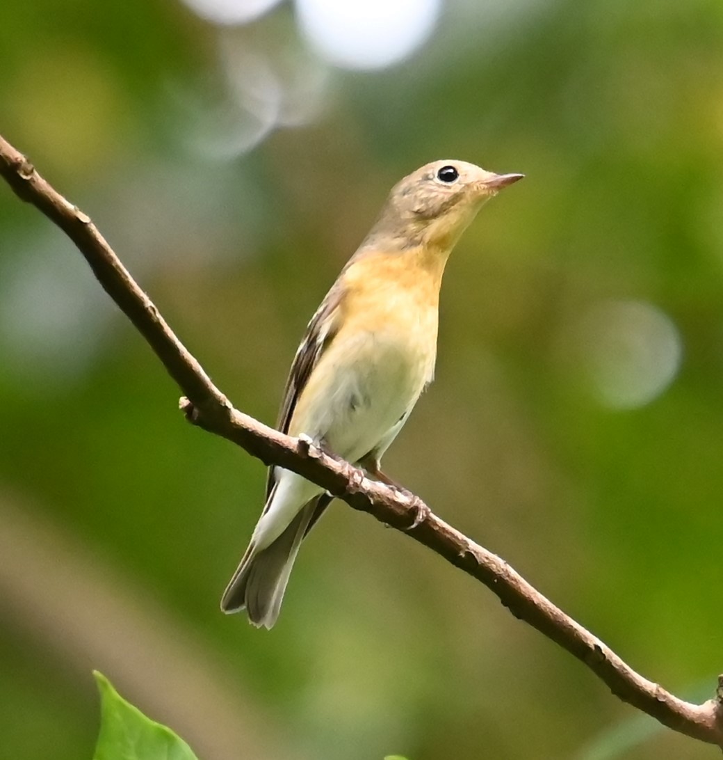 Мухоловка тайгова - ML646487971