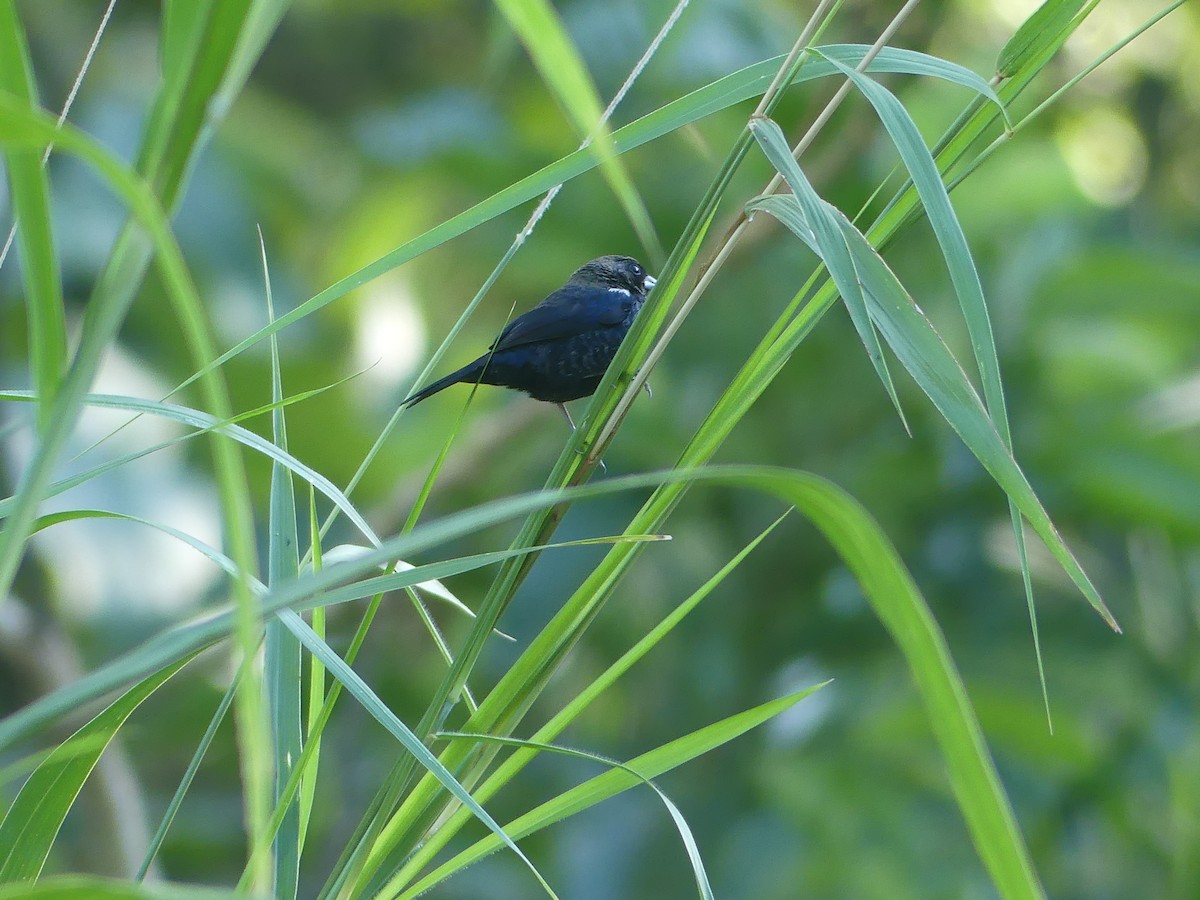 Blue-black Grassquit - ML646487972