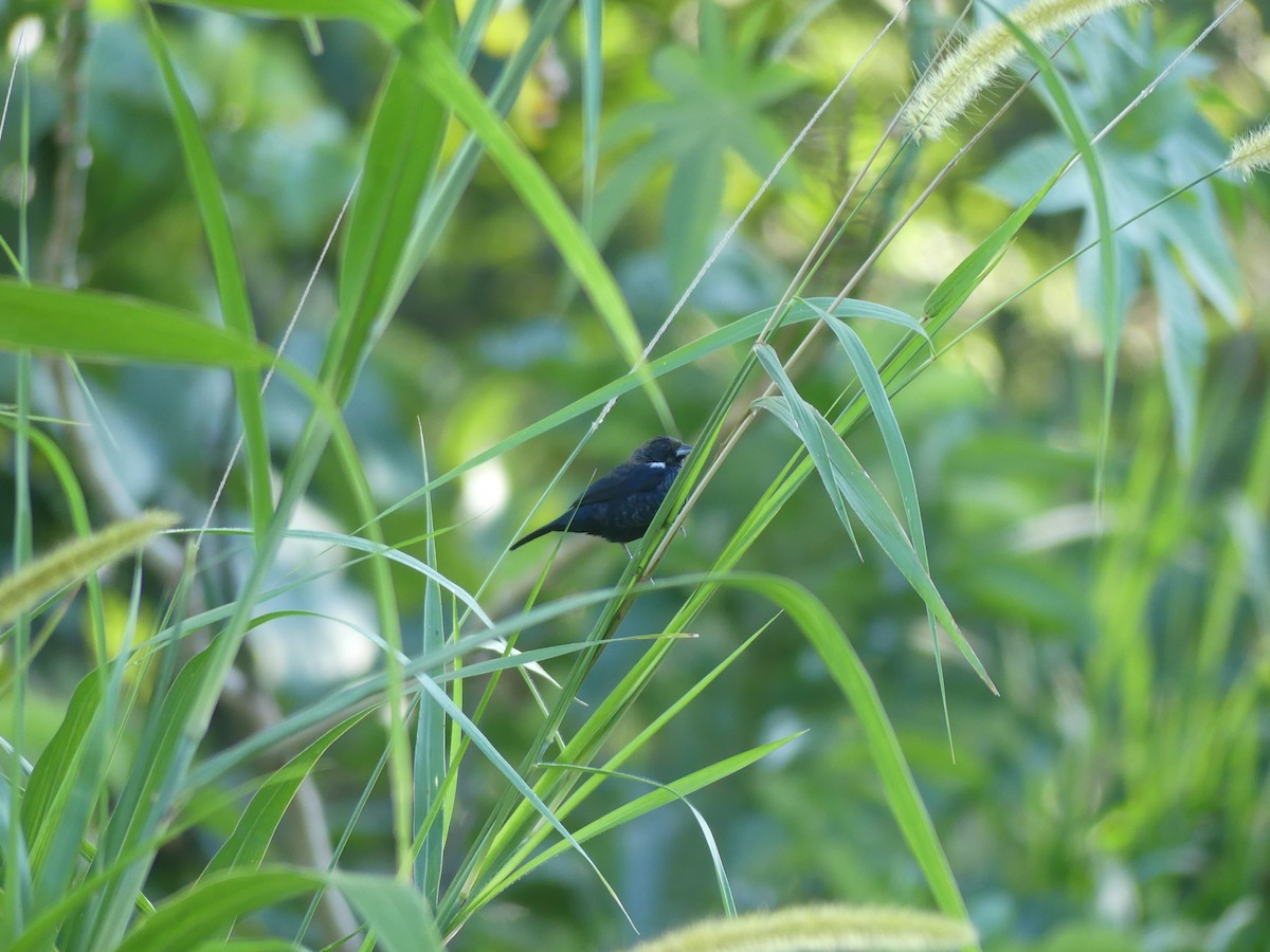 Blue-black Grassquit - ML646487973