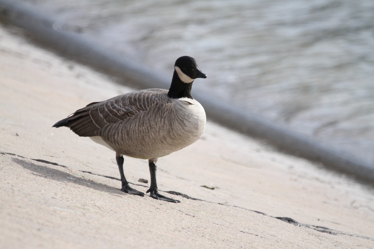 Bernache de Hutchins - ML646487975