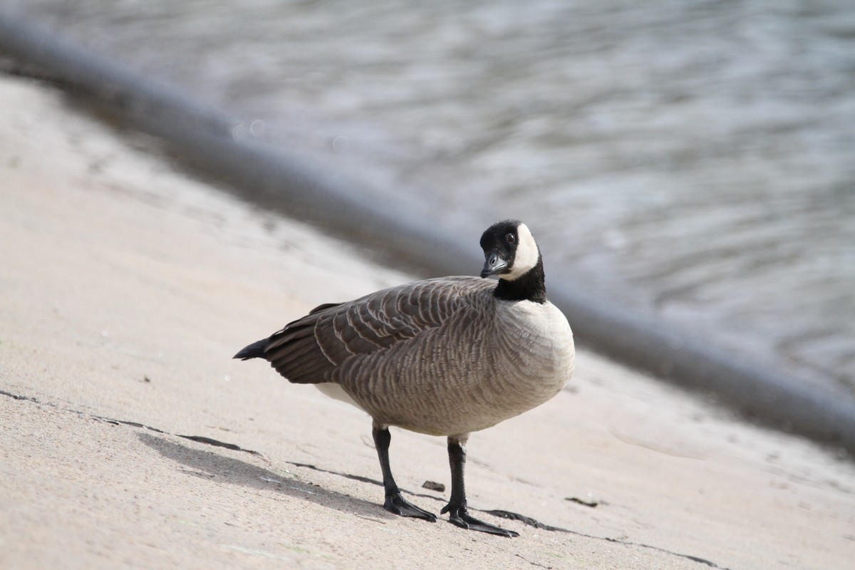 Bernache de Hutchins - ML646487976