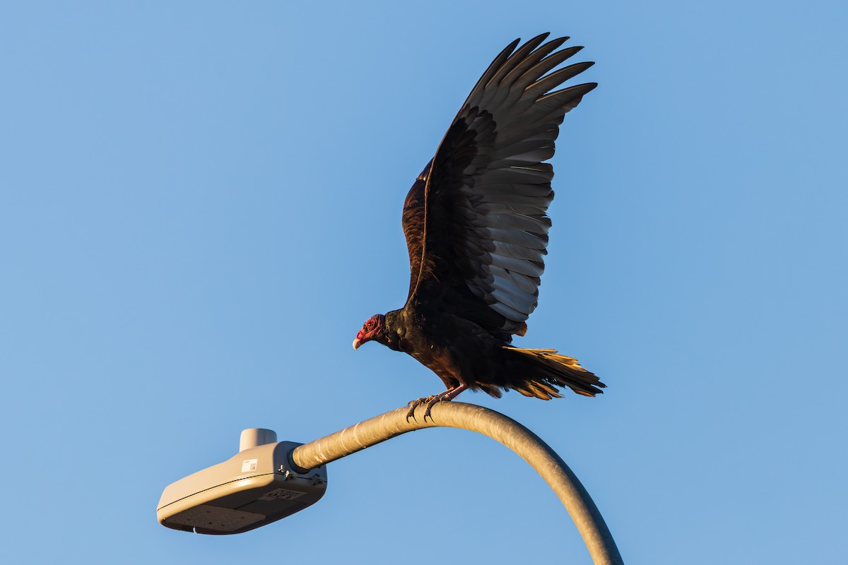 Turkey Vulture - ML646487977