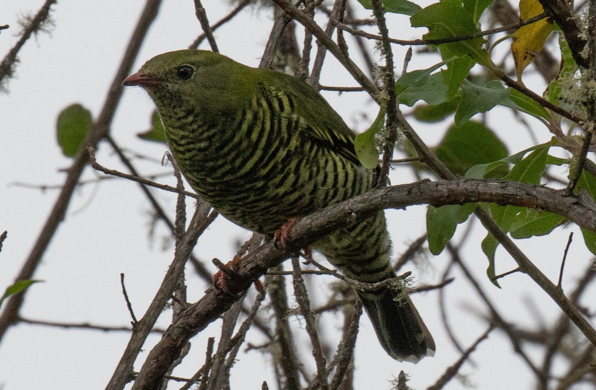 Barred Fruiteater - ML646487980