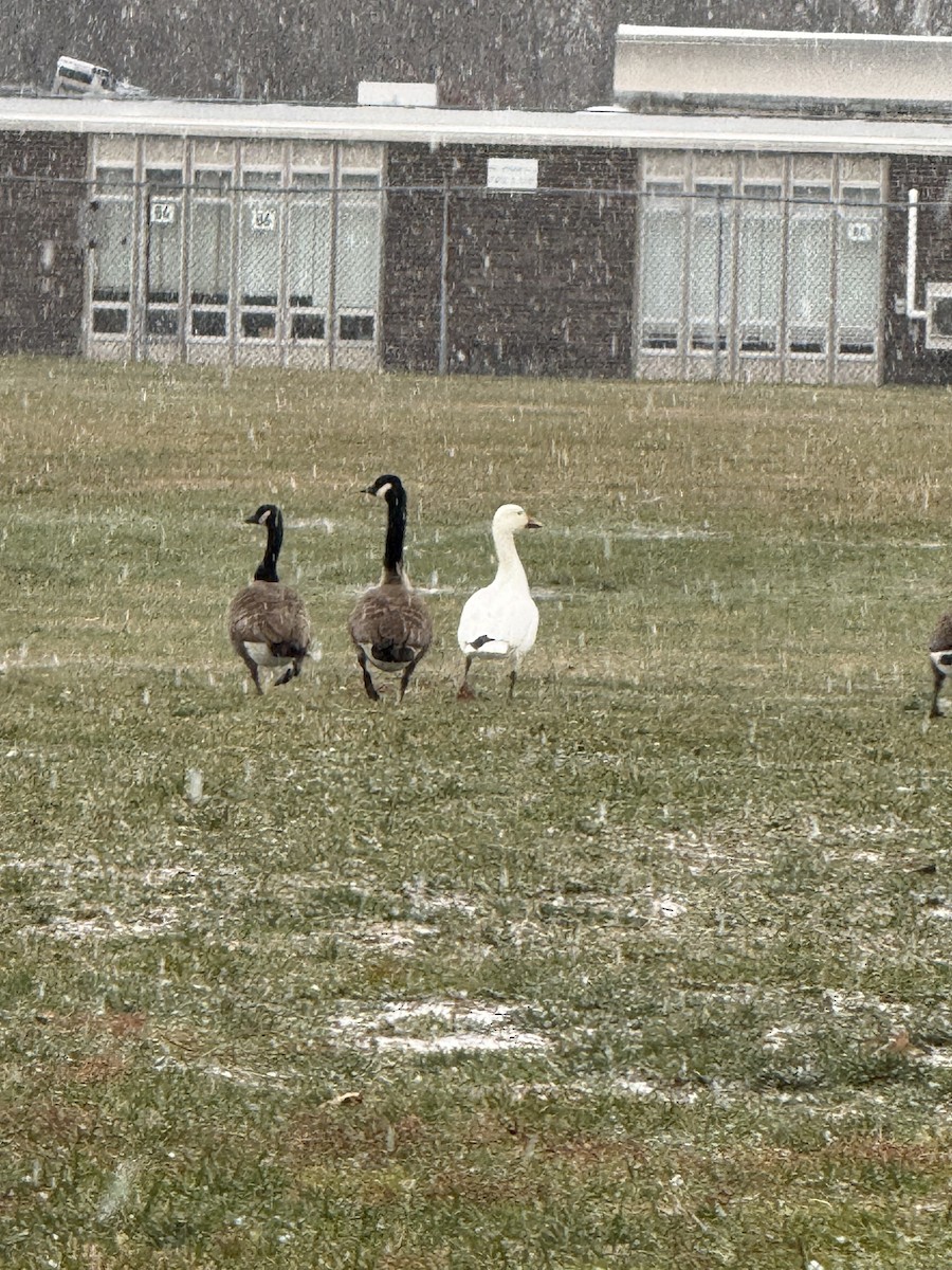 Snow Goose - ML646487984