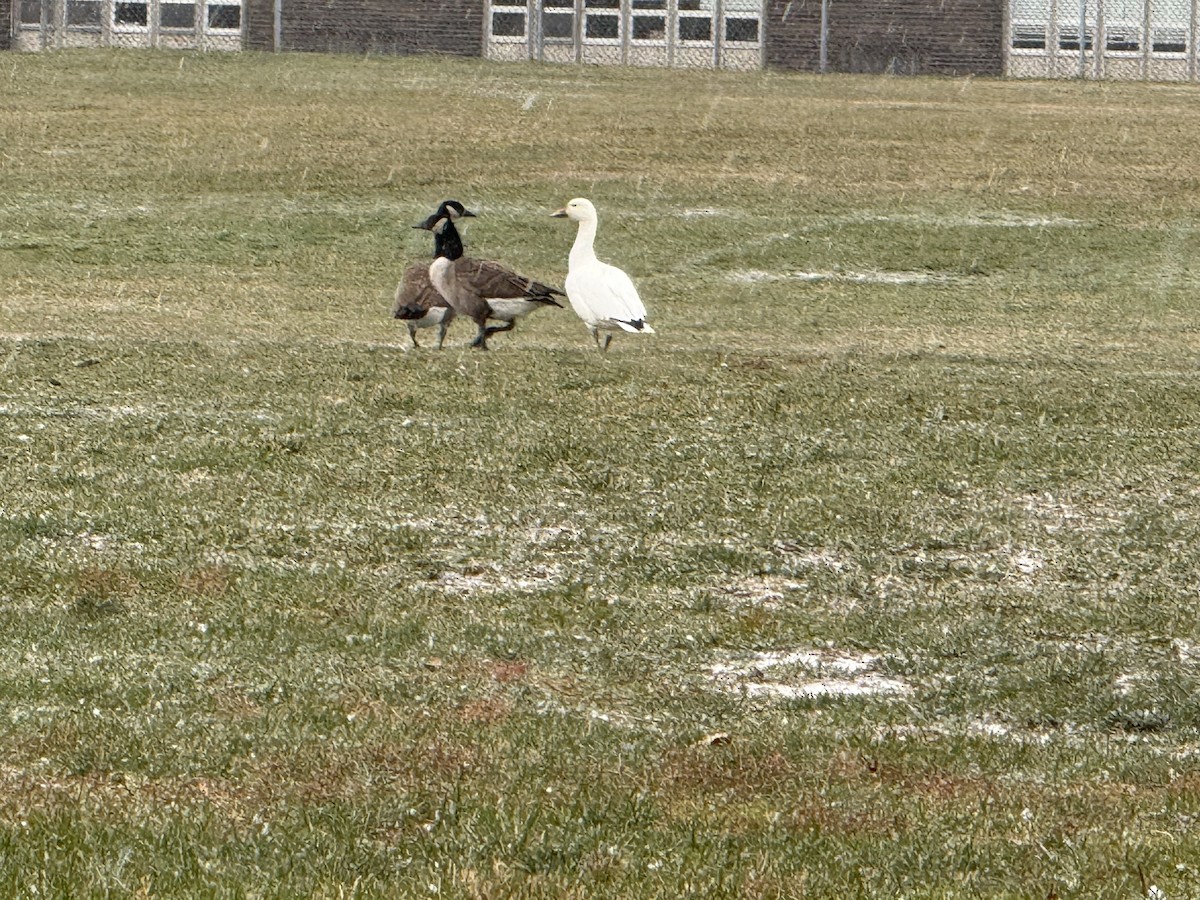 Snow Goose - ML646487985
