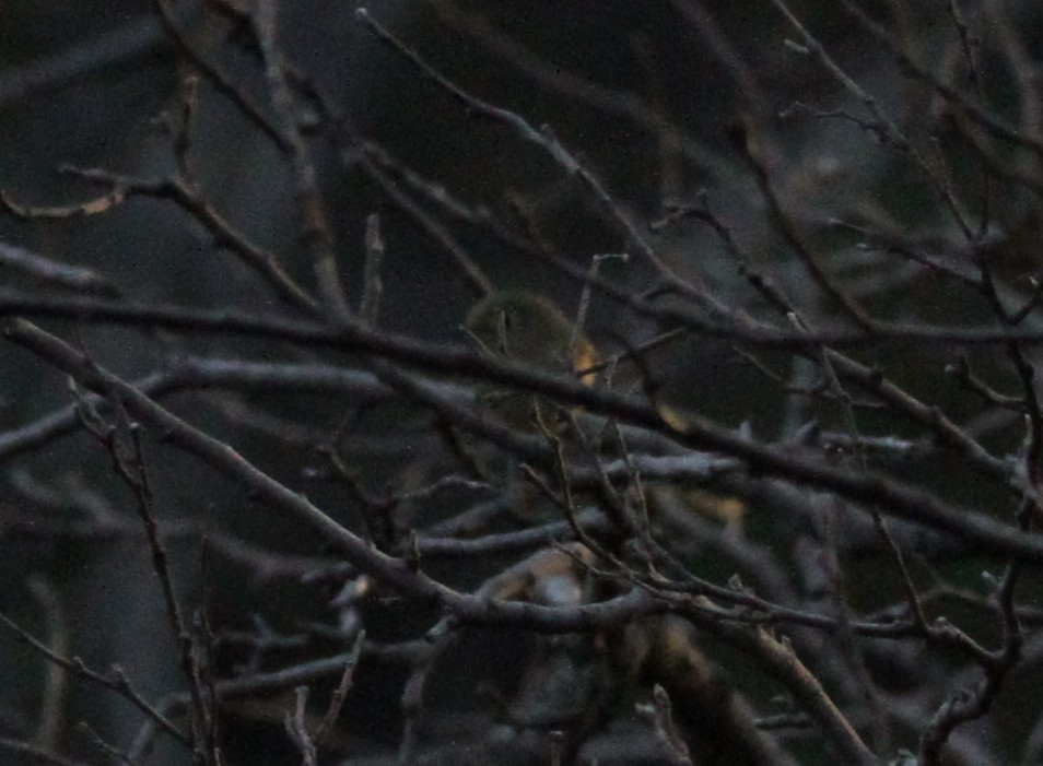 Ruby-crowned Kinglet - ML646487986