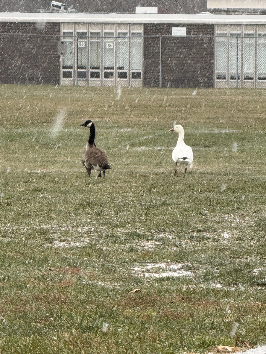 Snow Goose - ML646487989
