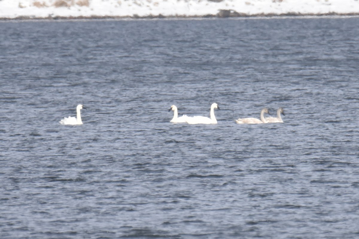 Tundra Swan - ML646487990