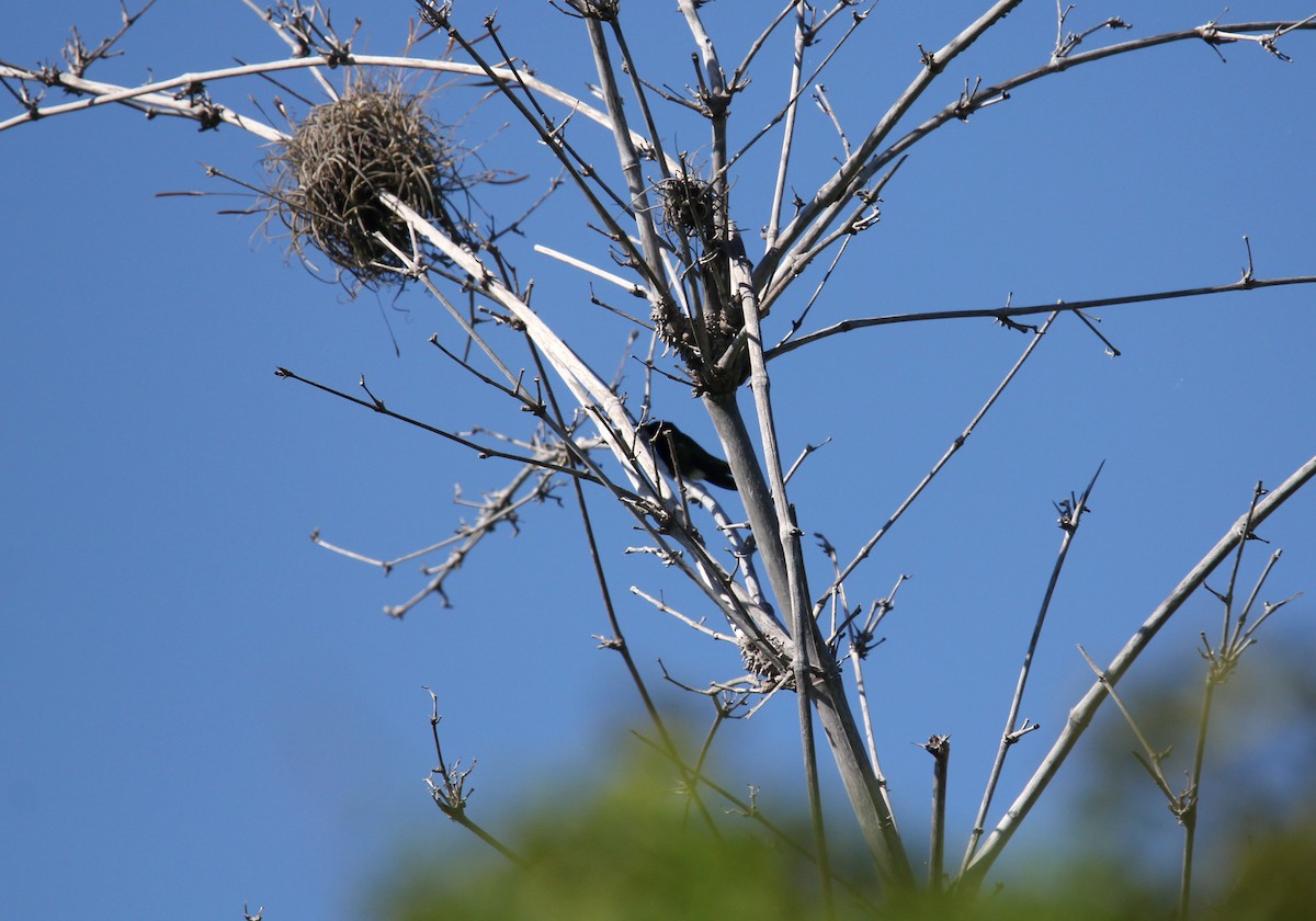 Puerto Rican Mango - ML646487994