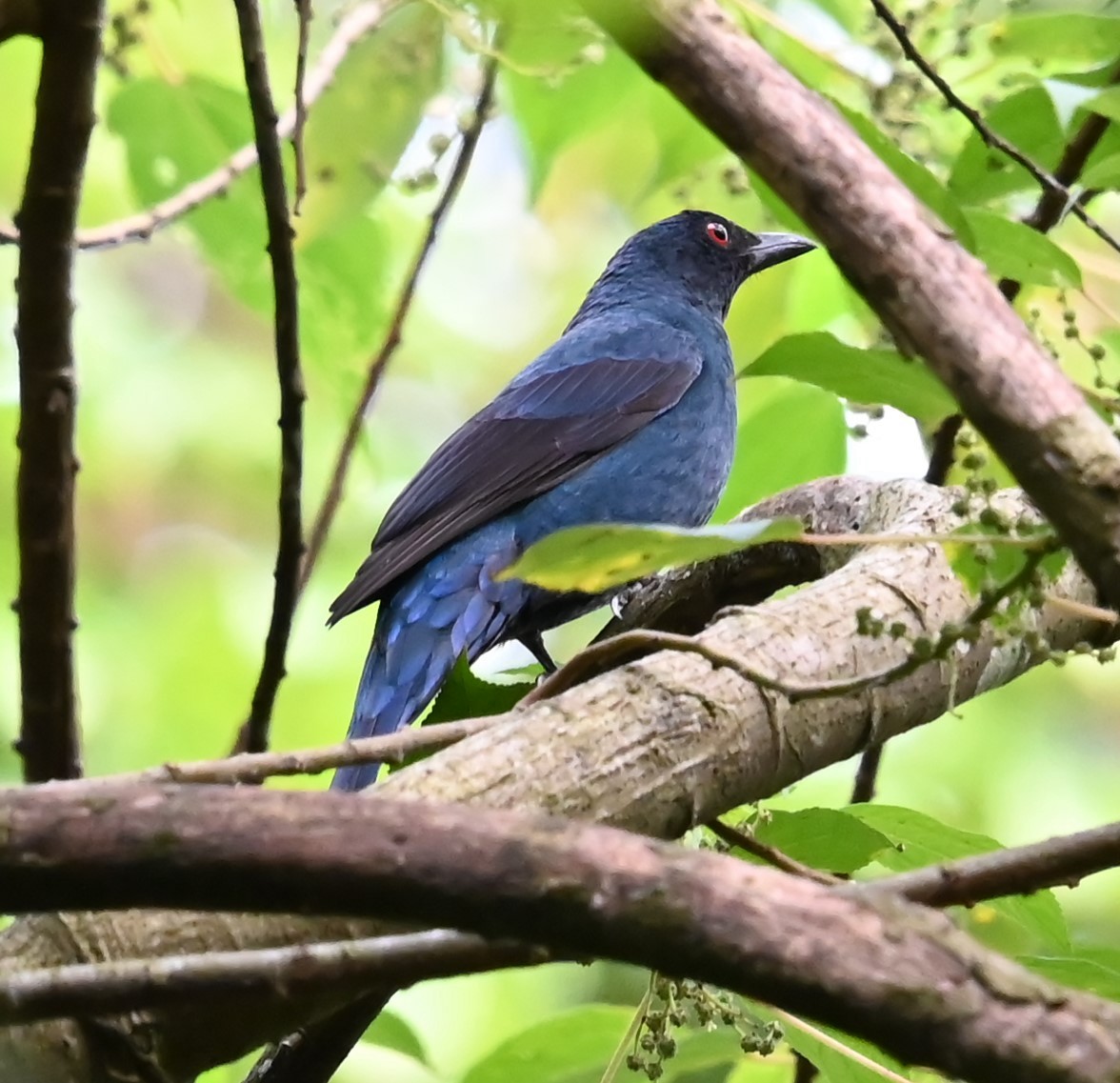 Ірена блакитна - ML646487995