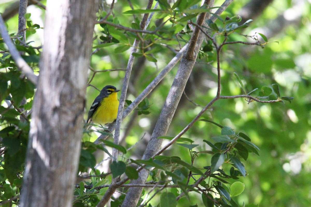 Adelaide's Warbler - ML646487999