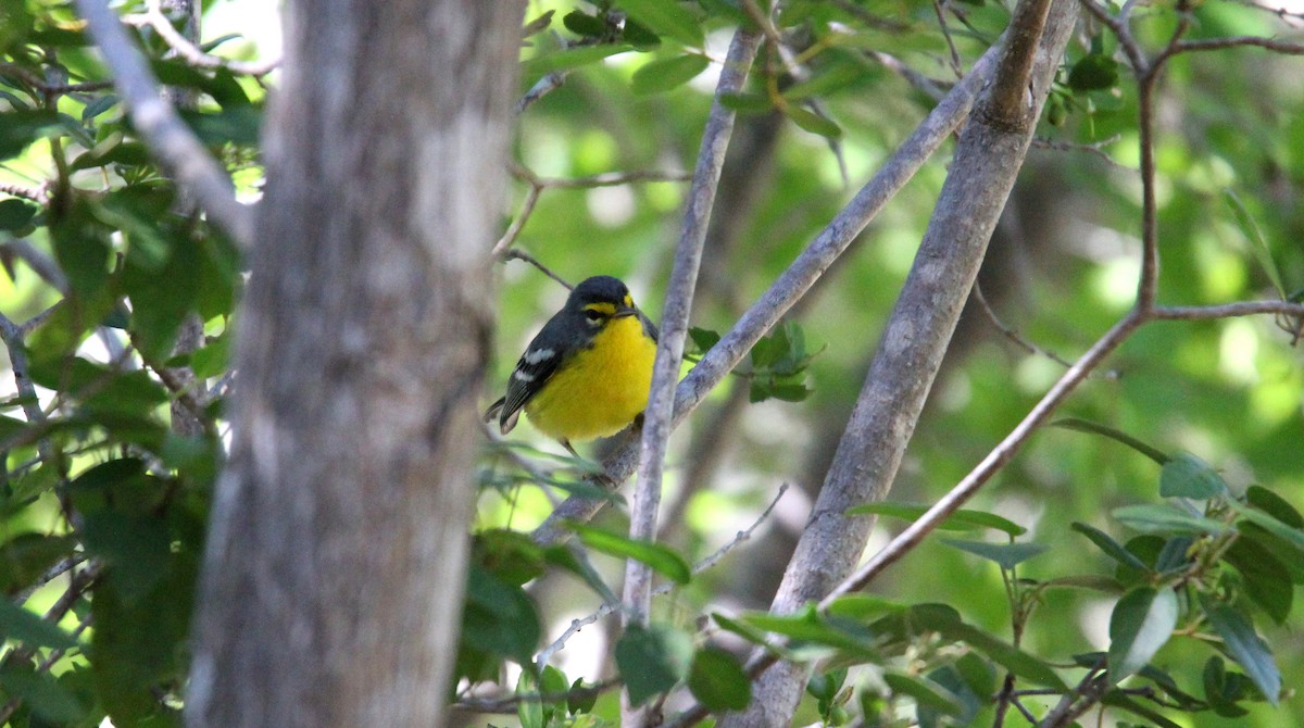 Adelaide's Warbler - ML646488000