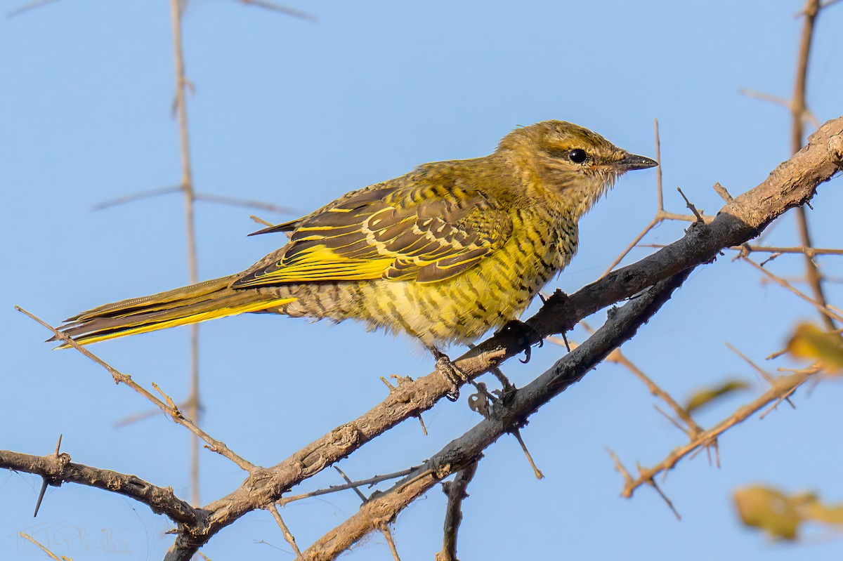 アフリカクロサンショウクイ - ML646488001