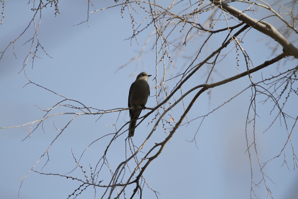 Solitaire de Townsend - ML646488003