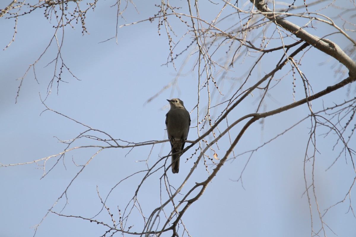 Solitaire de Townsend - ML646488004