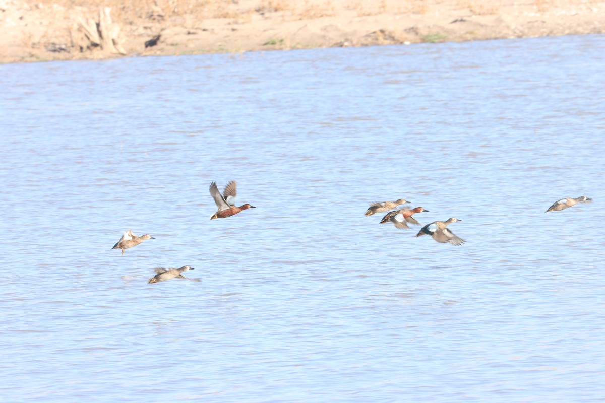 Blue-winged Teal - ML646488005