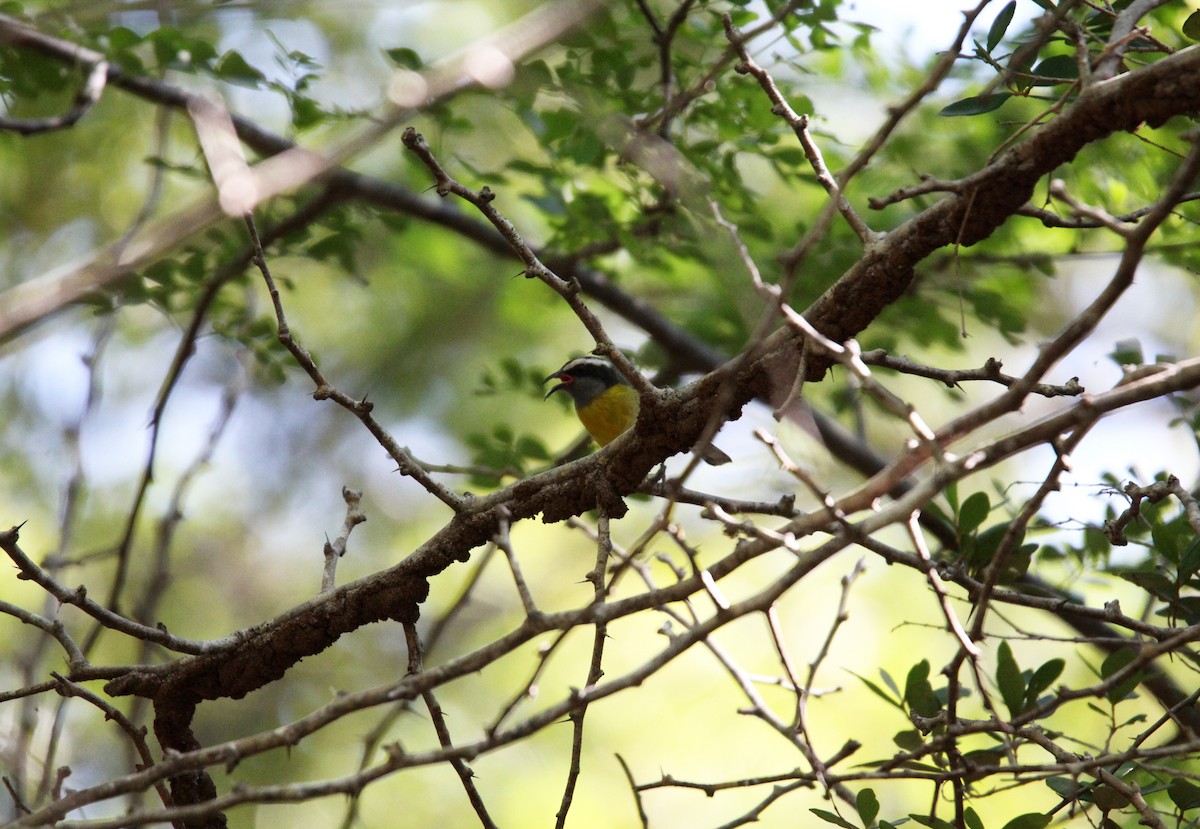 Bananaquit - ML646488009