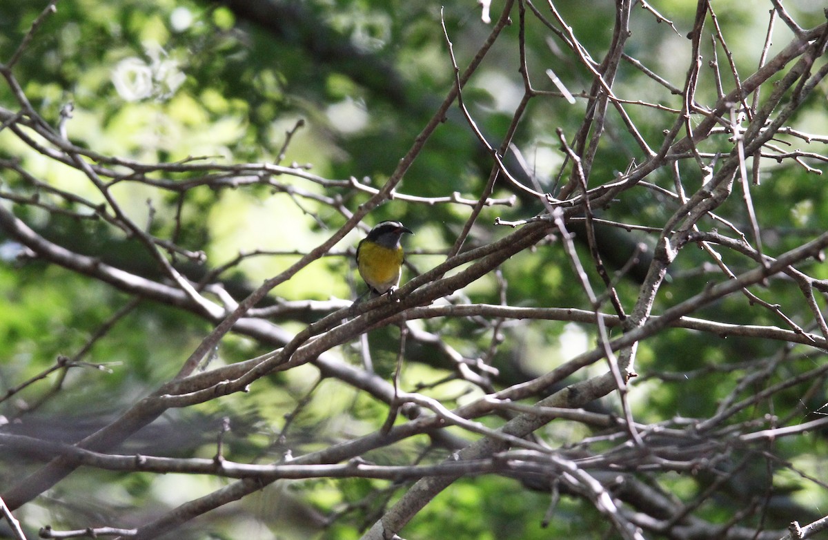 Bananaquit - ML646488010