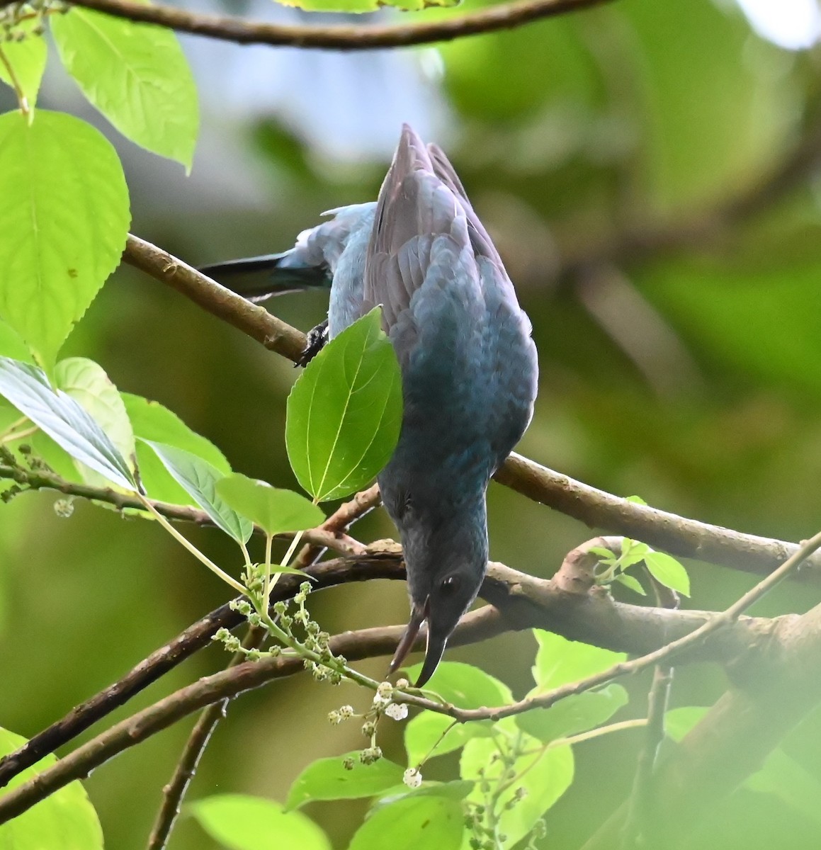 Ірена блакитна - ML646488011