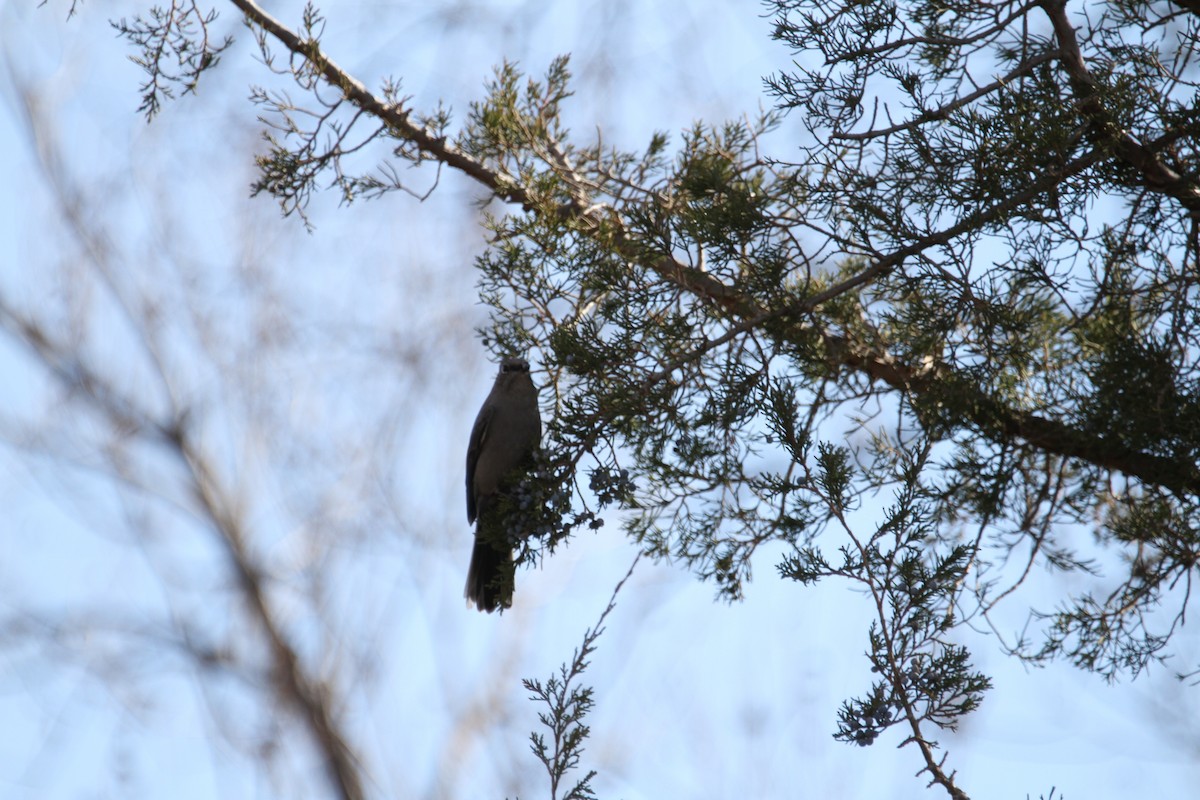 Solitaire de Townsend - ML646488012