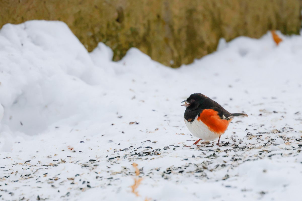 Eastern Towhee - ML646488018