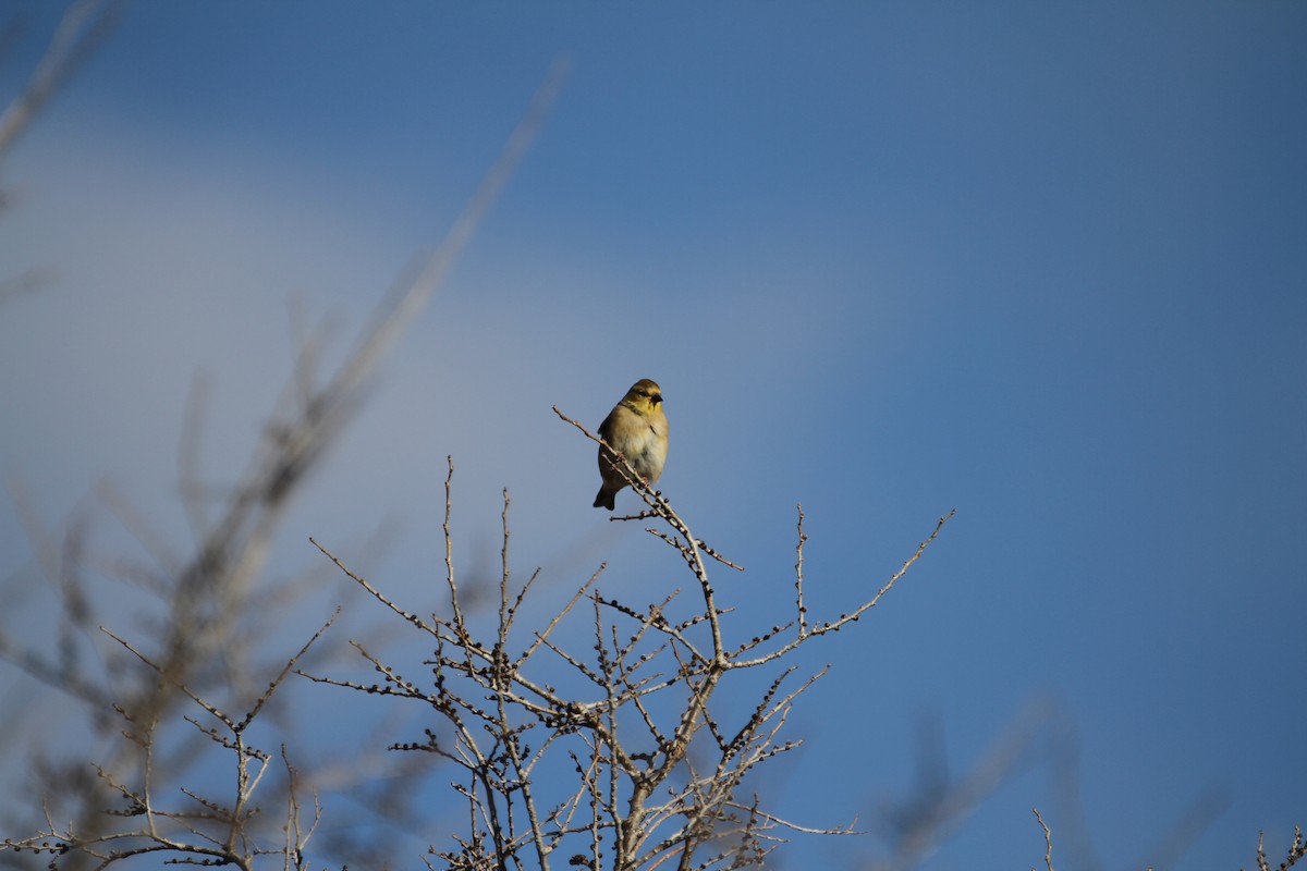 Chardonneret jaune - ML646488022