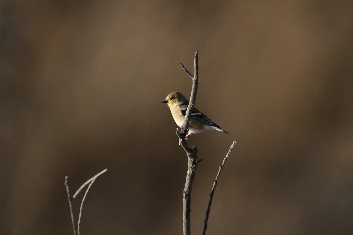 Chardonneret jaune - ML646488023